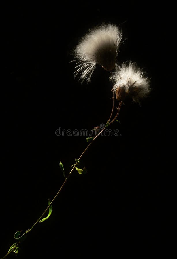 Flowers in the darkness stock image. Image of fresh, exotic 10579101