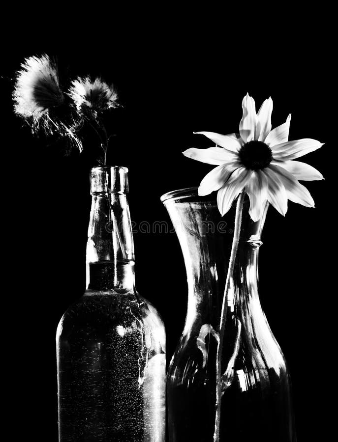 Flowers in the darkness stock photo. Image of botanical 10627046