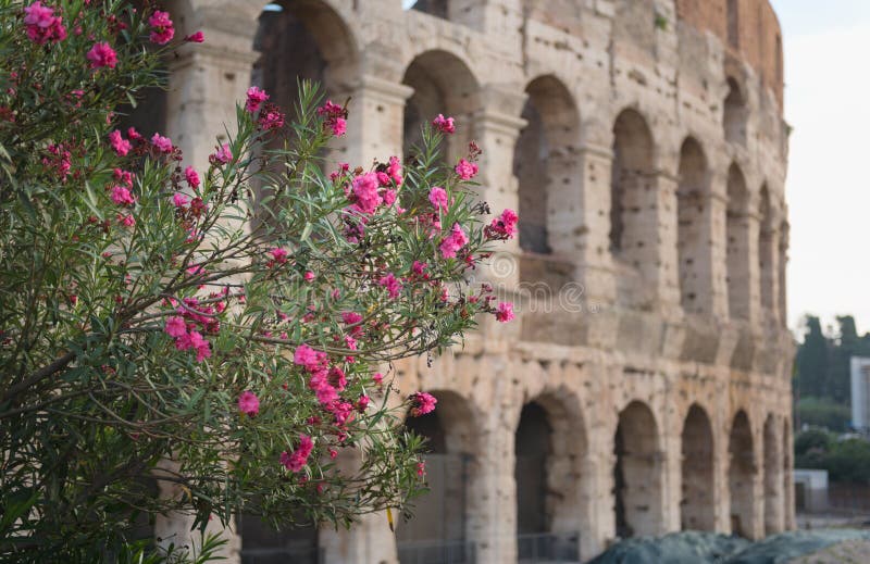 230 Colosseum Flowers Stock Photos Free & RoyaltyFree Stock Photos
