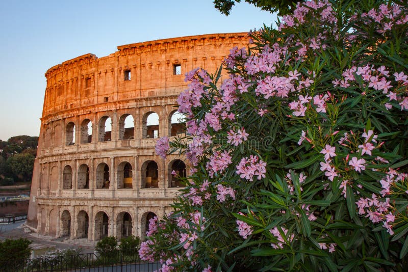 230 Colosseum Flowers Stock Photos - Free & Royalty-Free Stock Photos ...