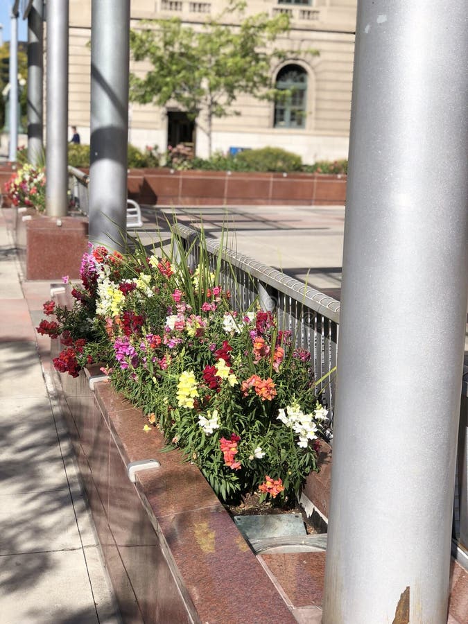 Flowers Decorating a Downtown Street Stock Image - Image of flower ...