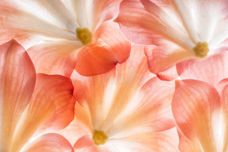 Flowers on detail stock photo. Image of beautiful, europe 82986676