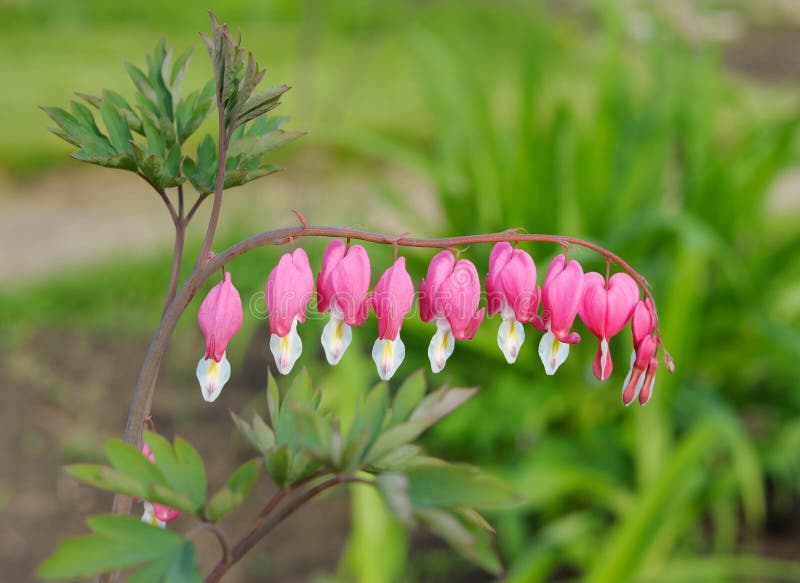 Flowers Dicentra stock image. Image of bleedingheart 31207973