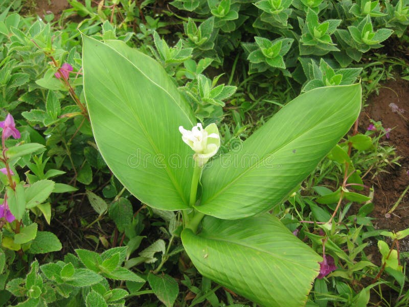 Flowers of Different Species and Colors Stock Photo Image of produce