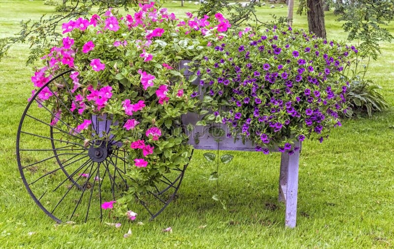 Flowers on Display