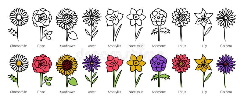 Types of flowers