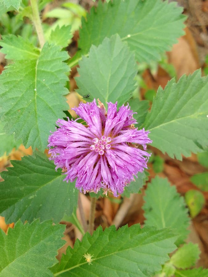 Flowers on the Edge of the Forest Stock Image Image of edge, forest