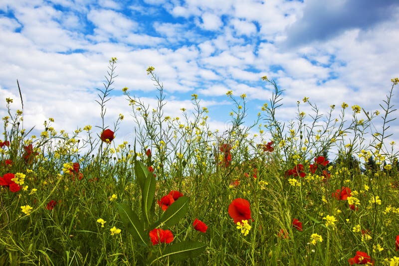 Flowers at the edge of a meadow