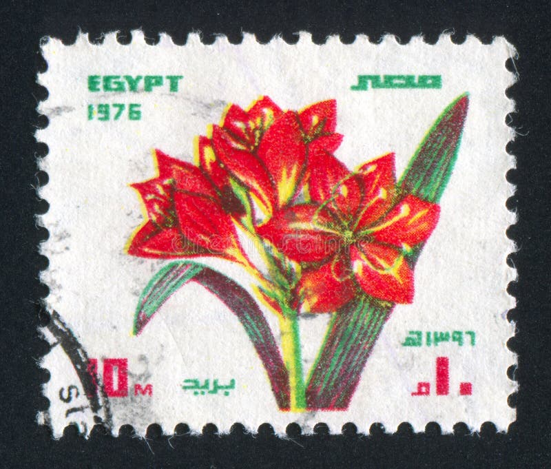 Flowers editorial stock photo. Image of africa, botany 154212733