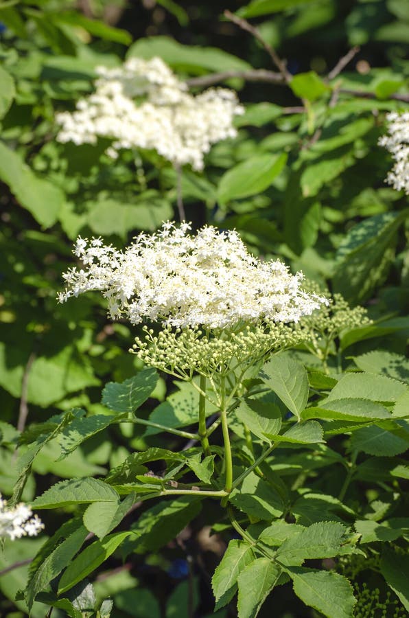 Flowers of the Elderberry Medicinal Plant Stock Photo Image of leaf