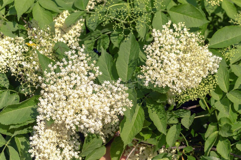 Flowers of the Elderberry Medicinal Plant Stock Photo Image of