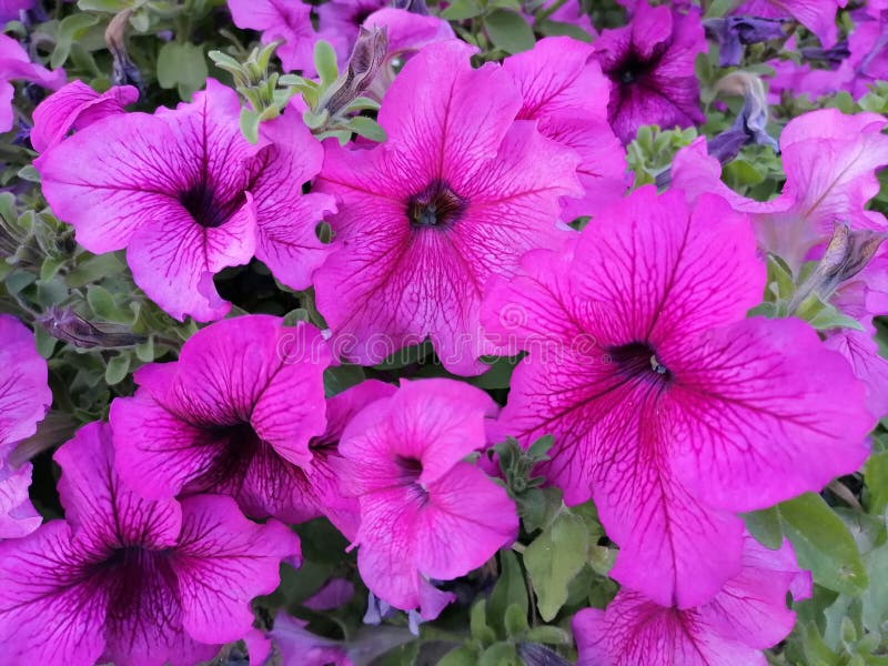 Flowers express Love stock photo. Image of pink, zoomin 208697672