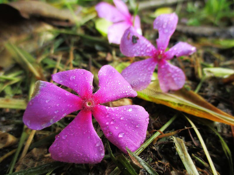 Flowers on stock image. Image of green, flowers, garden 77689571