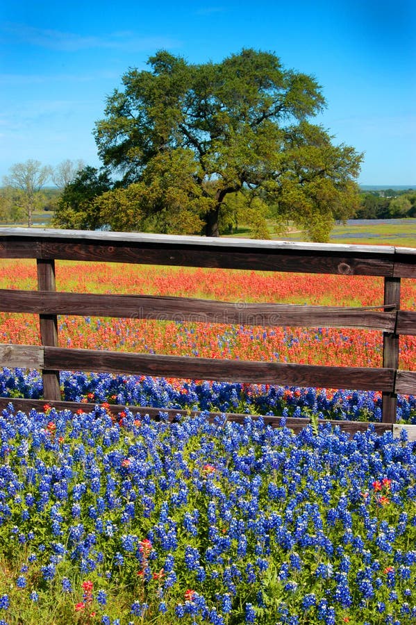 Flowers Fence and Oak 3