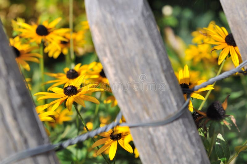 Flowers and fence