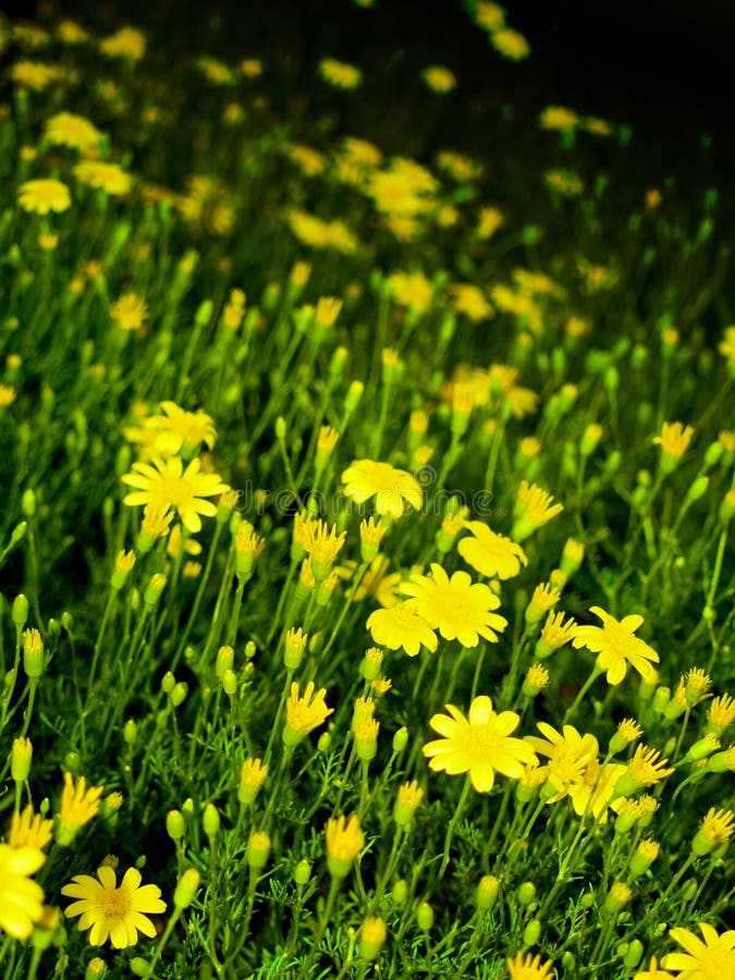98+ Zoom flowers Free Stock Photos StockFreeImages