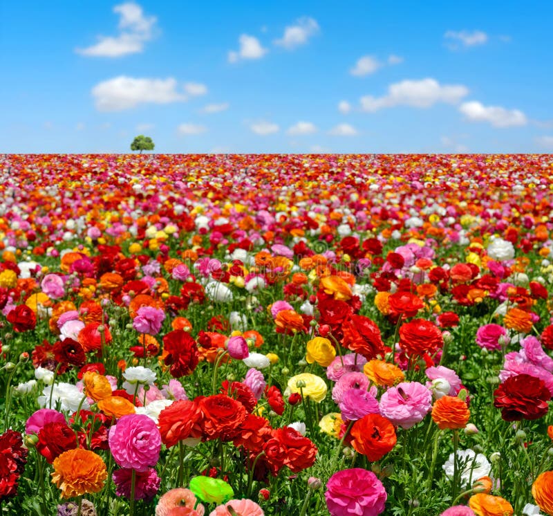 Flowers field