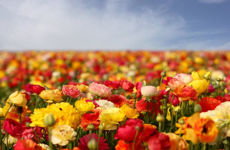 Flowers field stock photo. Image of pink, field, green 25351266