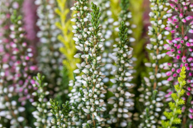 Flowers field Calluna vulgaris