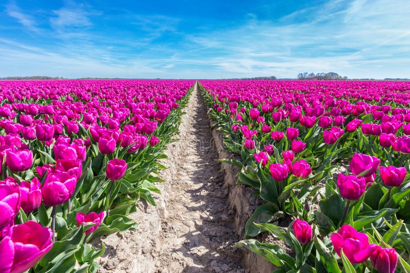 Flowers Field with Purple Tulips and Path Stock Photo - Image of beauty ...