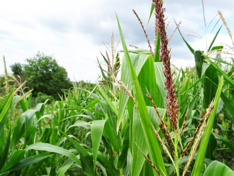 Flowers for the Formation of a Corn Crop, Corn on the Cob Stock Image