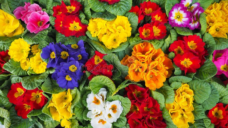 Flowers royalty free stock images