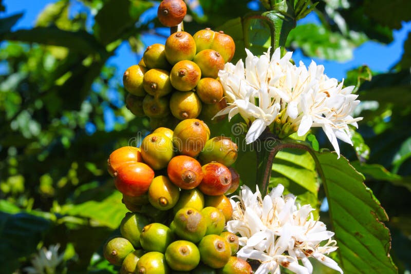 Flowers and Fruit of the Coffee Tree on the Plantations Stock Image