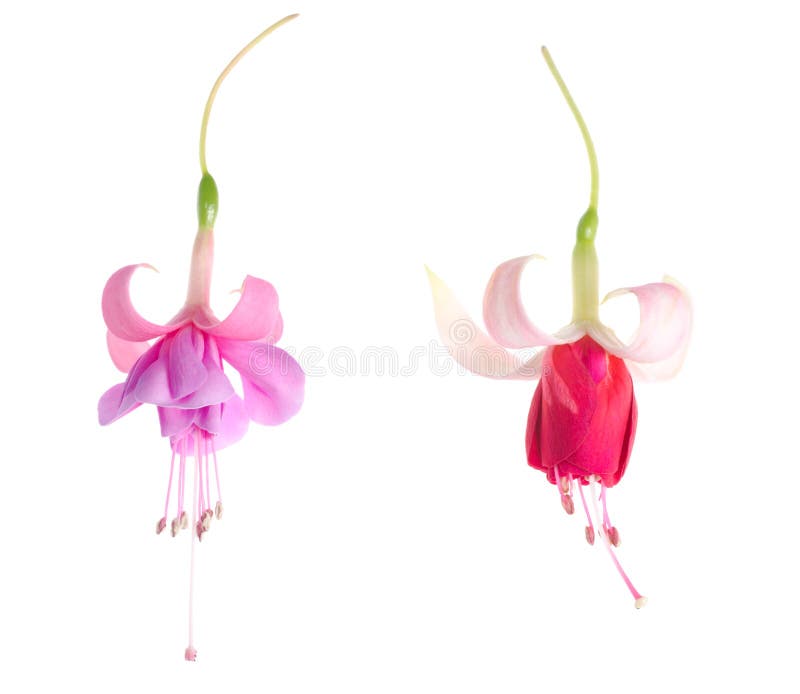 Flowers of a fuchsia of different grades, isolated on white back