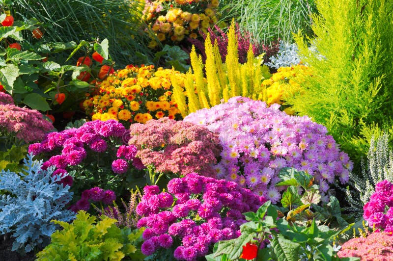 Vistoso flores en verano jardín.