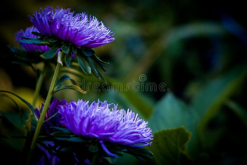 Flowers in the garden. Growing in gardens flowers - Aster, Dahlia, Lily, nasturtium, marigolds, and others, are characterized by different shapes and colors. They serve as a decoration of flower beds and gardens.