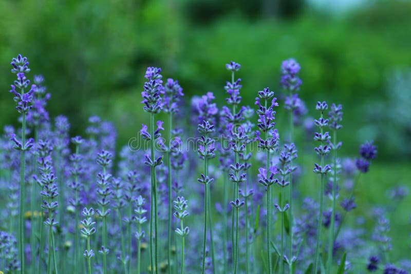 Flowers of garden lavander Lavandula angustifolia stock image Flowers of garden lavander Lavandula angustifolia stock image