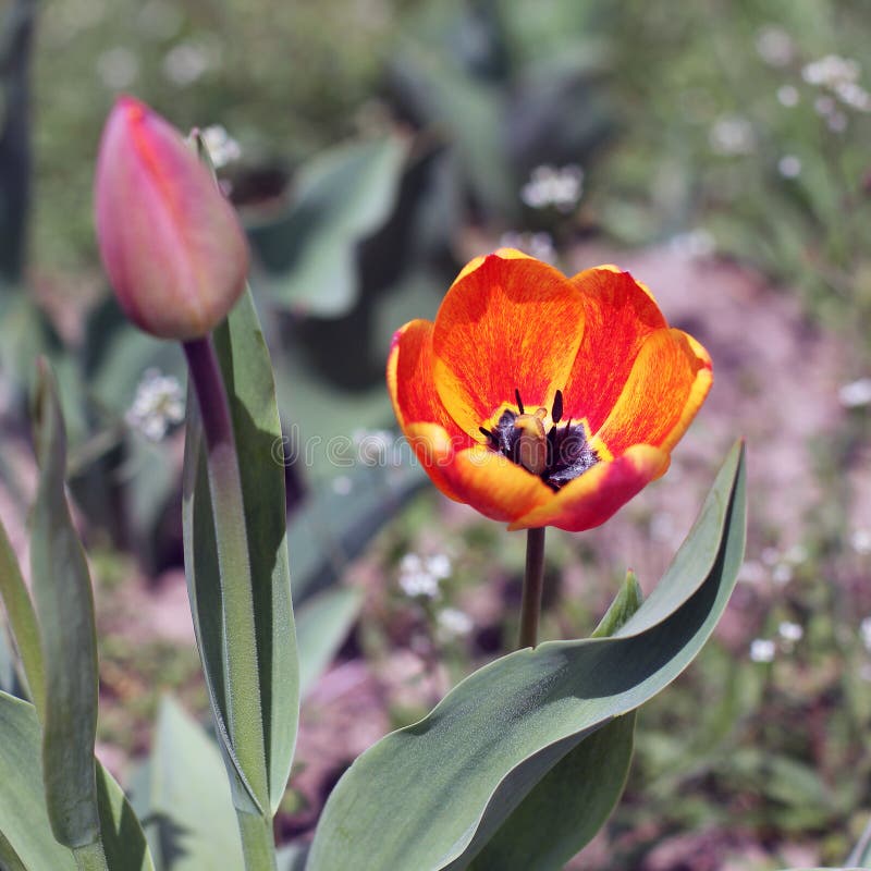 Flowers in the Garden. Tulip Stock Photo Image of design, crocuses