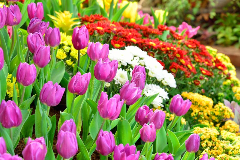 Flowers in garden stock photo. Image of natural, agriculture 31484424