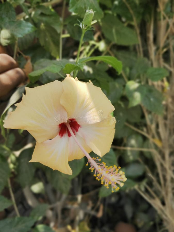 Kusum Flower Kusum is Oilseed Plant Stock Photo Image of patta