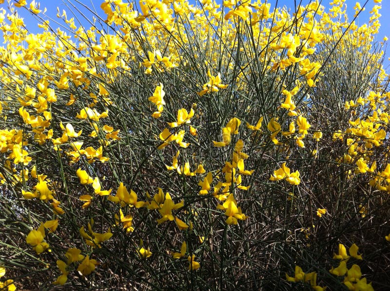 Flowers Nature Summer Landscape Stock Image Image of flowers