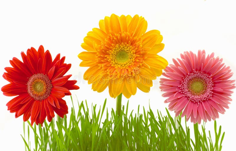 Flowers and grass