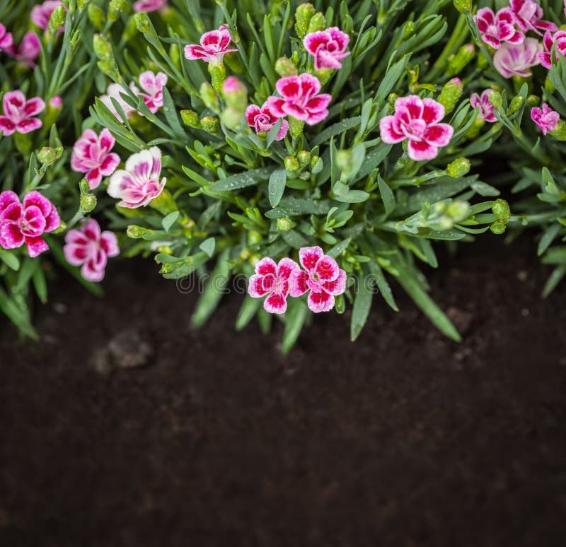 Flowers in Grass Growing from Natural Clean Soil Stock Image Image of