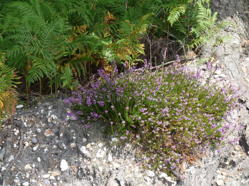 Flowers on the gravel stock image. Image of flowers, gravel 42913753