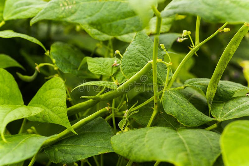 Flowers of green bean on a bush. Beans growing on the field. Plants of flowering beans. snap beans slices. haricots vert close up. Flowers of green bean on a bush. Beans growing on the field. Plants of flowering beans. snap beans slices. haricots vert close up