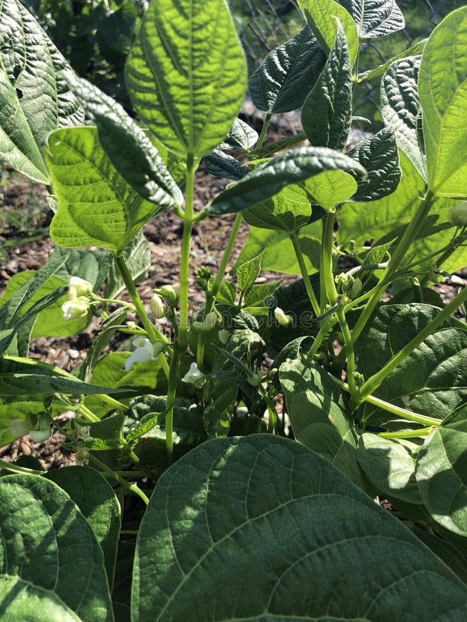 Flowers of the green bean stock photo. Image of green 125194424