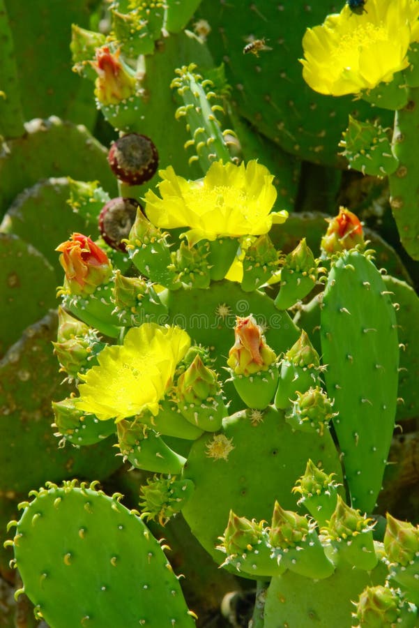 Flowers and green buds on green cactus leaves