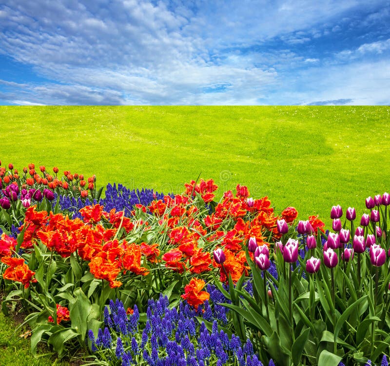 Flowers and green meadow, tulip field, blue sky