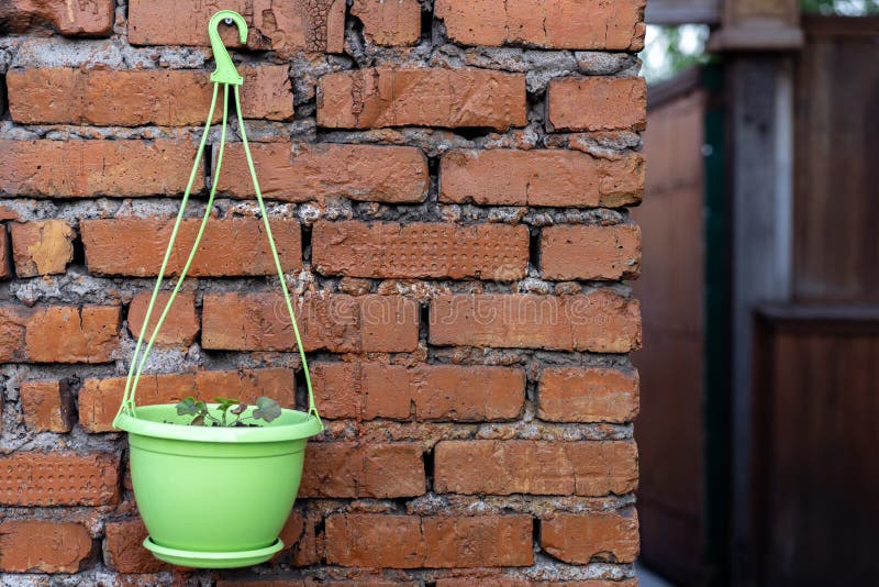 Flowers Grow in Pots Hanging on a Brick Wall in the Garden Stock Photo
