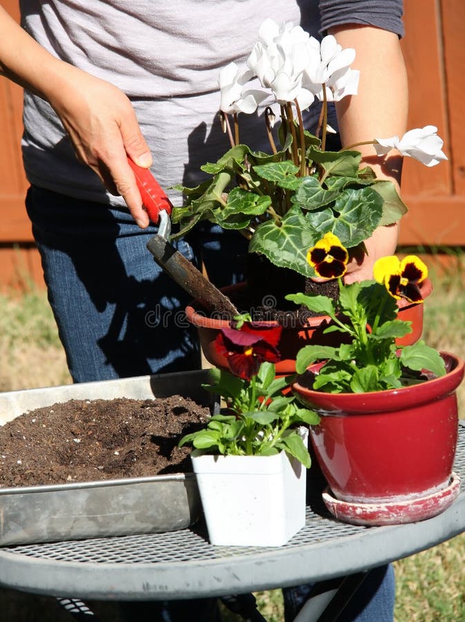 Flowers growing stock photo. Image of growing, flowers 27193410