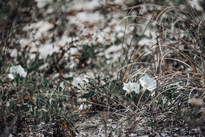 Flowers Growing on the Beach Stock Image Image of nature, growing