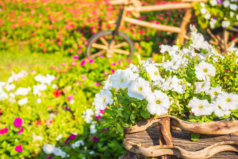 Flowers grown in pots stock photo. Image of flora, bouquet 51836412