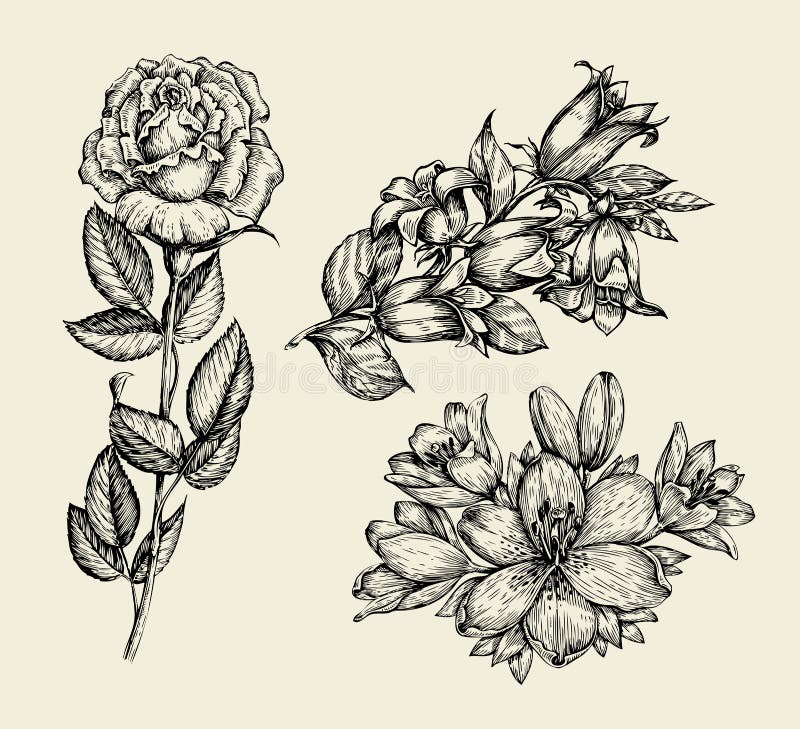 Hand drawn sketch flower bell, rose, lily, floral pattern. 