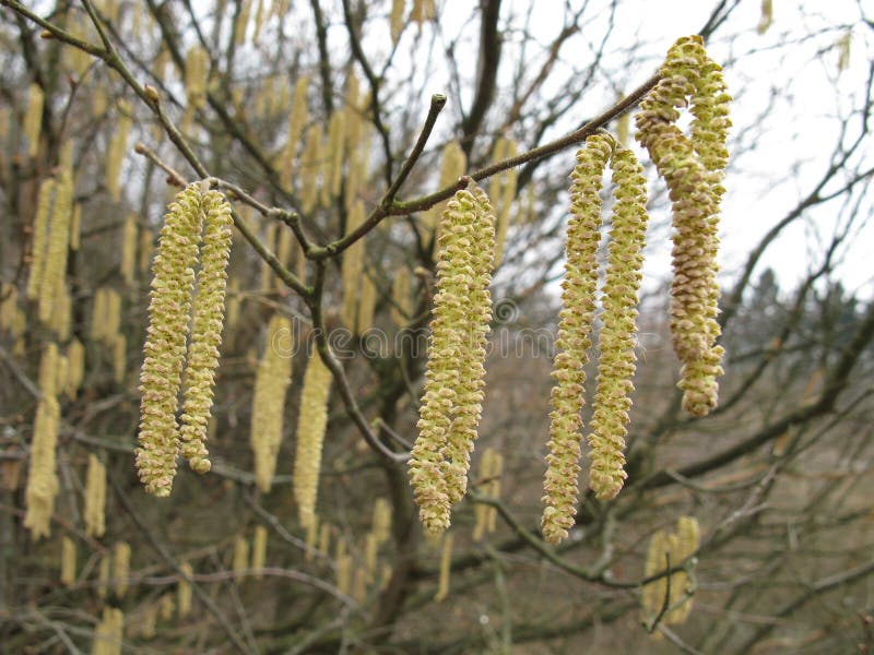 157 Hazelnut Blossoms Stock Photos Free & RoyaltyFree Stock Photos