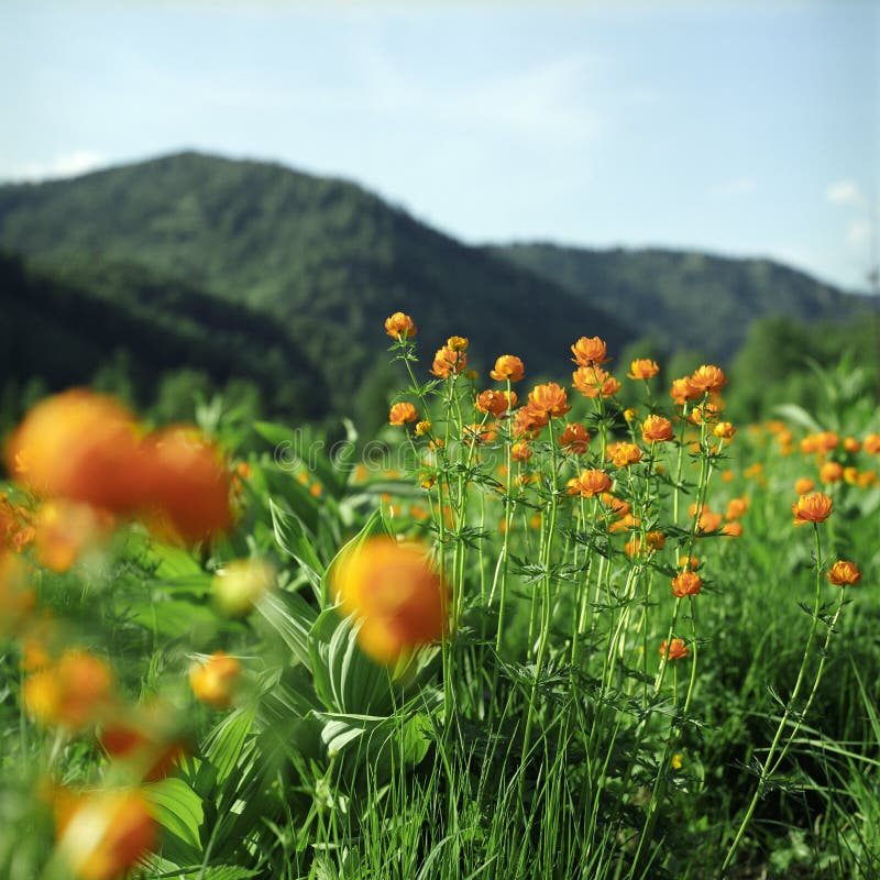 Flowers in high mountains