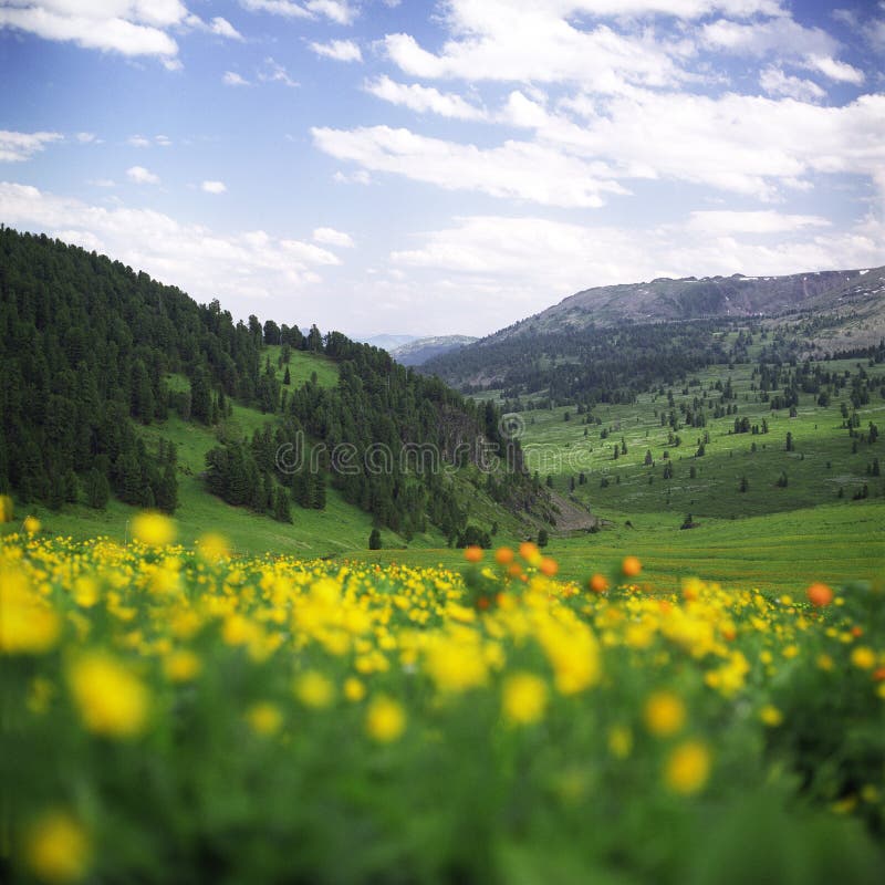 Flowers in high mountains